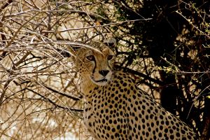 Cheetah Hiding In The Grasses 